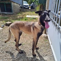 ARYA, chienne à adopter