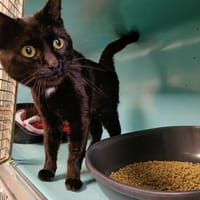 PHAUTE QCT, chat à adopter