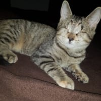 MIRETTE A17115, chatte à adopter
