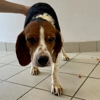 PICASSO, chien à adopter