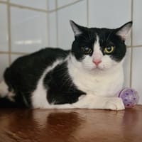 KIO, chat à adopter
