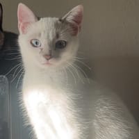 ARTEMIS, chat à adopter
