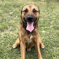 Thaizou CAA14032, chien à adopter