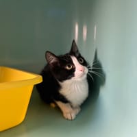 ASTUCE, chatte à adopter