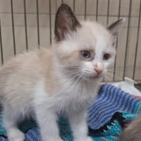GARFIELD, chat à adopter