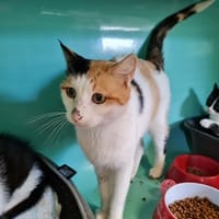 SAPHIRA, chatte à adopter