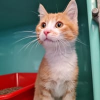 TANIA, chatte à adopter