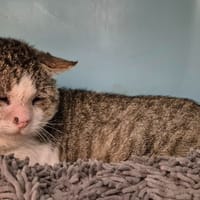 JEAN MICHEL, chat à adopter