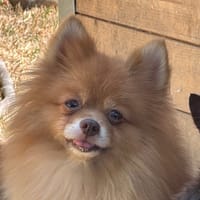 Goupix (réservée), chienne à adopter