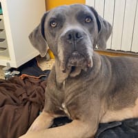 NARNIA, chienne à adopter