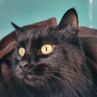 MAXOU, chat à adopter