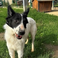 CHARLIE, chienne à adopter