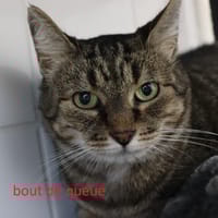 Bout de queue, chatte à adopter
