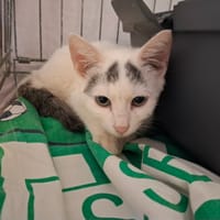 Meninge, chat à adopter