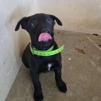 Maccharoni, chienne à adopter