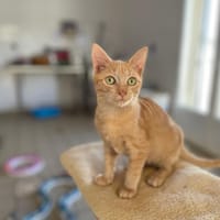 FIRE, chat à adopter