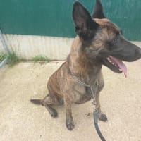 SHERKY QCN (réservée), chienne à adopter
