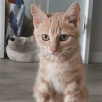 KOTA, chatte à adopter
