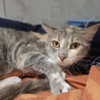 canelle, chatte à adopter