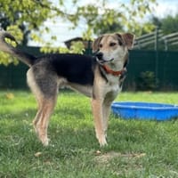ANDY, chien à adopter