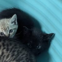 Beaufort, chatte à adopter