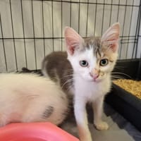 CHOUCROUTE, chatte à adopter