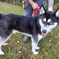 Snow, chien à adopter