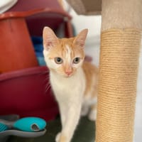 ANAKIN, chat à adopter