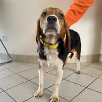 KLIMT, chien à adopter
