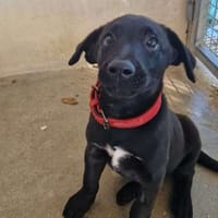 Rigatoni, chien à adopter