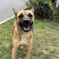 Uchi CAA14031, chienne à adopter