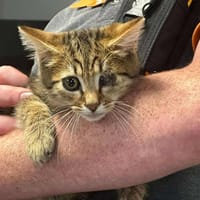 ANDROMEDE, chat à adopter