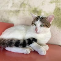 TONIO, chat à adopter