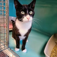 SAVA QCT, chat à adopter