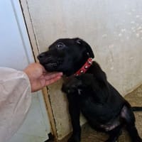 Penne, chien à adopter