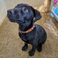 Farfalle, chienne à adopter