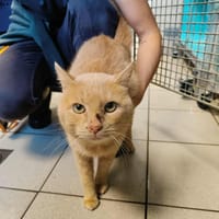 SIJ'AURAIS QCT, chat à adopter