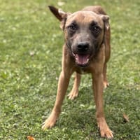 Oubi CAA14034, chien à adopter