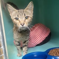 Mira, chatte à adopter