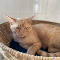 morty, chat à adopter