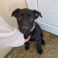 Cannelloni, chienne à adopter