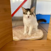 MARTIEN, chat à adopter