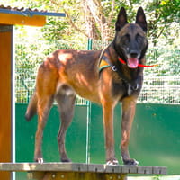 NASKO, chien à adopter