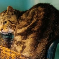 COMMEMÊME QCT, chat à adopter