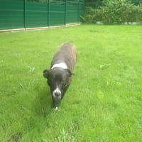 CHARLIE, chienne à adopter