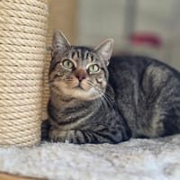 Rosie, chatte à adopter