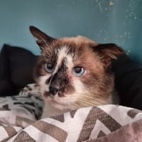 Sartre, chat à adopter