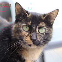 Trico, chatte à adopter