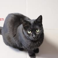 Hyvästi, chatte à adopter