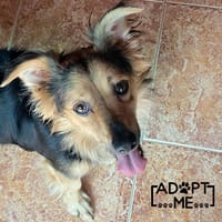 ZEUS, cane da adottare